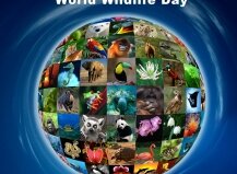 THE SECRETARY-GENERAL MESSAGE ON WORLD WILDLIFE DAY - 3 March 2016